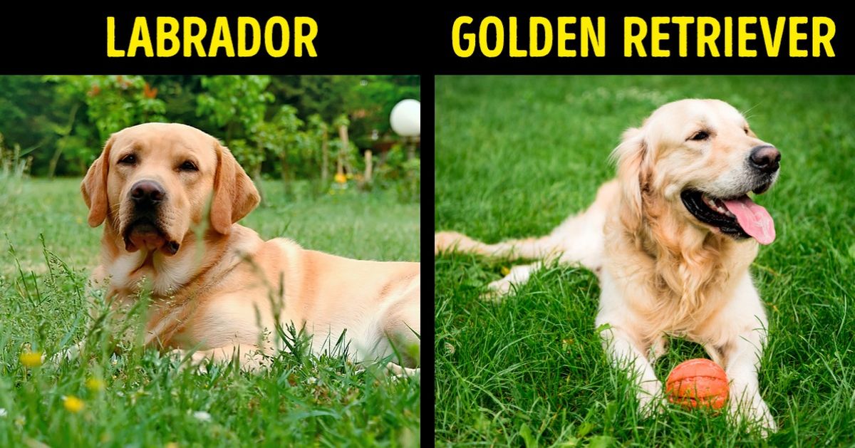 17 Choses que nous avons tendance à confondre, mais qui sont totalement différentes