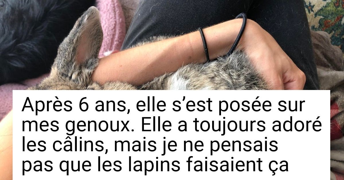 19 Fois où les lapins ont prouvé qu’ils étaient des animaux tendres et affectueux