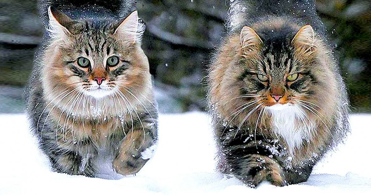 Découvre les 20 photos les plus impressionnantes de cet hiver !
