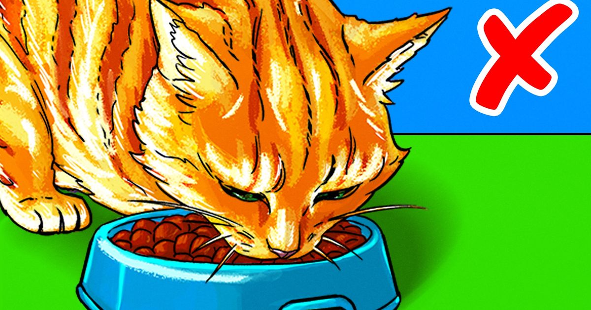 9 Erreurs que tu commets en donnant à manger à ton animal 9 Erreurs que tu commets en donnant à manger à ton animal