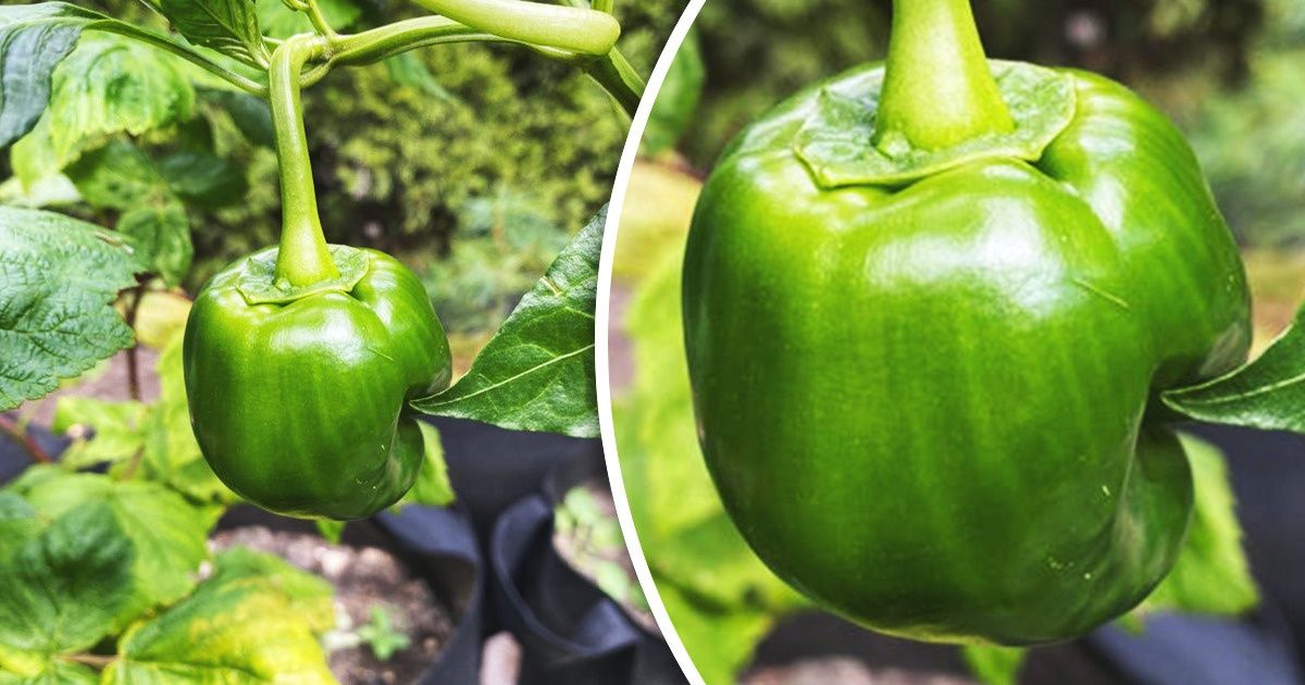 15+ Photos qui prouvent que la nature a plus d’un tour dans son sac
