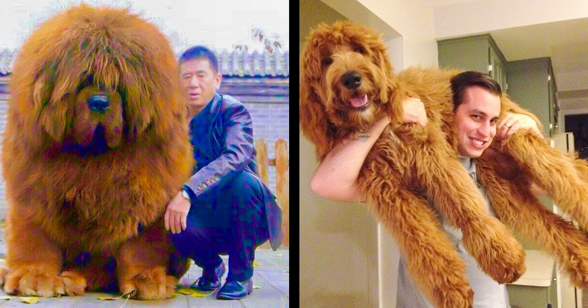 28 Chiens qui n’ont aucune idée de leur taille gigantesque