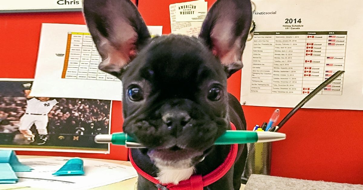 La présence d’animaux de compagnie au bureau réduit le stress et stimule la productivité, selon les scientifiques