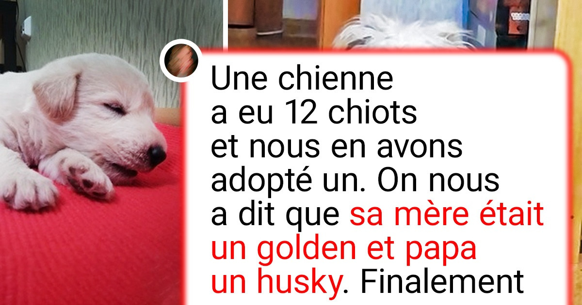 20+ Personnes qui ont adopté un compagnon sans pedigree et ne l’ont jamais regretté