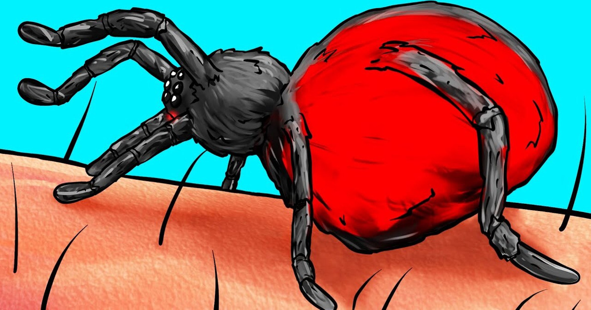 Ce Qui Arrive À Ton Corps Lorsqu’une Araignée Te Mord Ce Qui Arrive À Ton Corps Lorsqu’une Araignée Te Mord