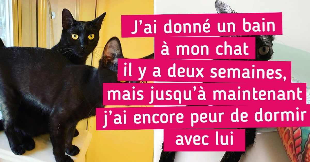 19 Photos qui montrent que nos amis les animaux ne sont plus les mêmes pendant et après le bain