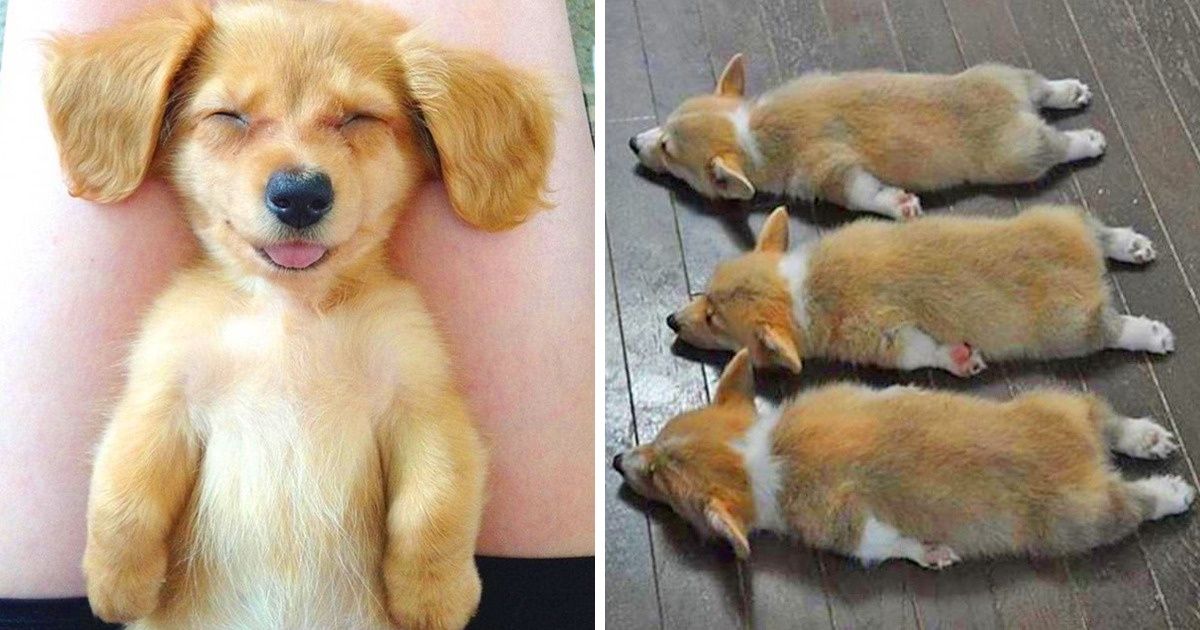 20 Chiens adorables que tu voudras adopter immédiatement