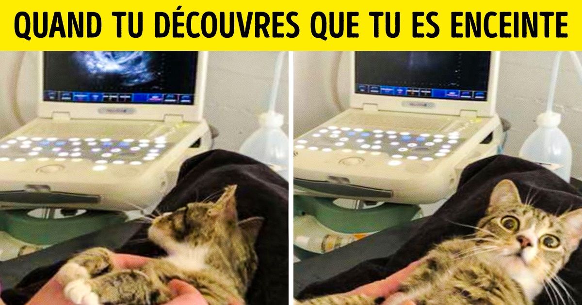 20 Photos qui prouvent que les humains et les animaux ont finalement beaucoup de choses en commun