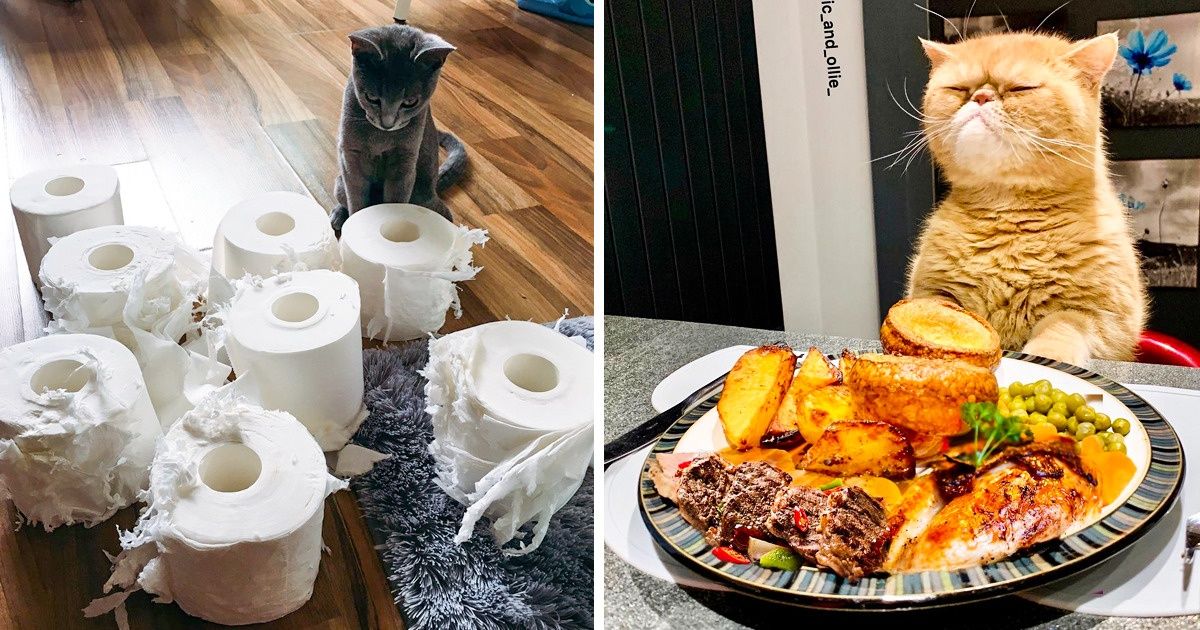 20+ Clichés qui prouvent que les chats ne te permettront jamais de t’ennuyer 20+ Clichés qui prouvent que les chats ne te permettront jamais de t’ennuyer