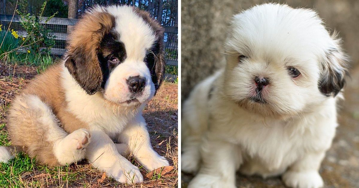 20+ Races de chiens qui sont de vraies peluches et qui vont te donner une bonne dose d’amour