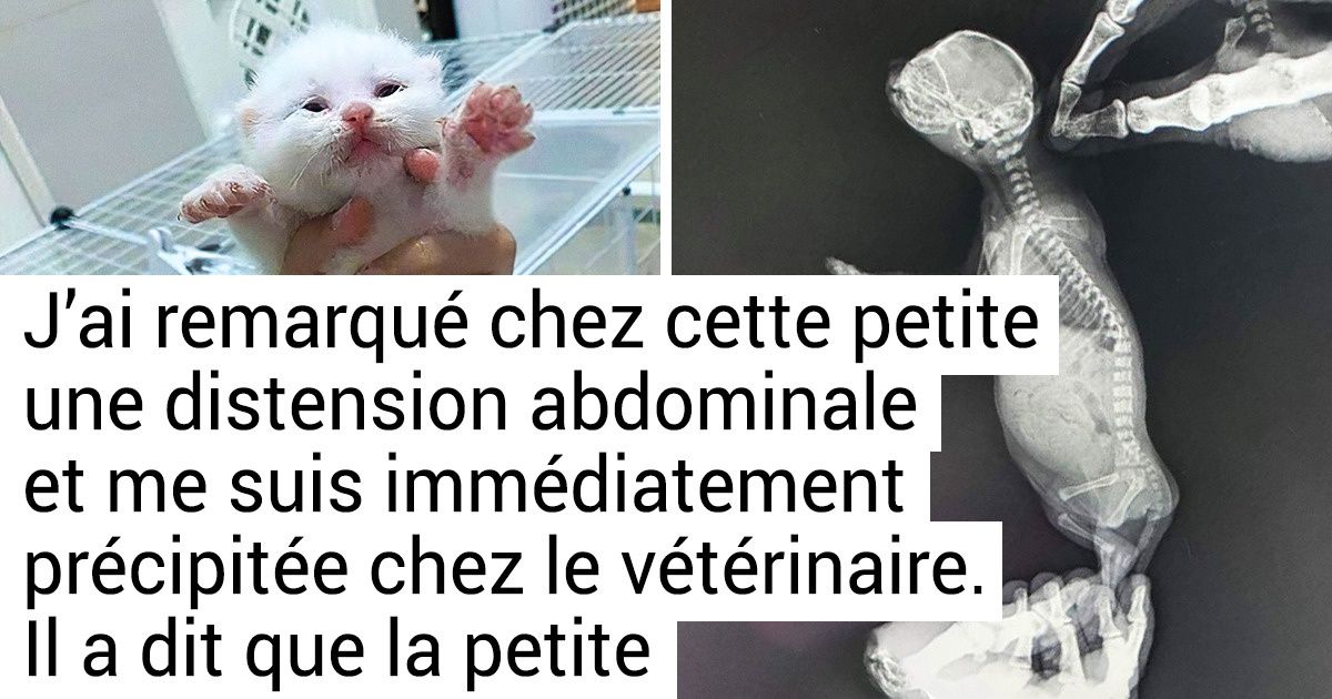 18 Personnes qui en adoptant un animal se sont offertes un mal de tête persistant en prime