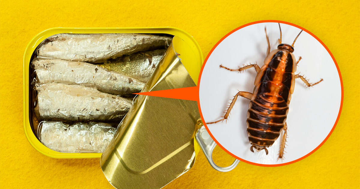 Tu devrais toujours nettoyer le couvercle des conserves avant de les ouvrir et voici pourquoi Tu devrais toujours nettoyer le couvercle des conserves avant de les ouvrir et voici pourquoi