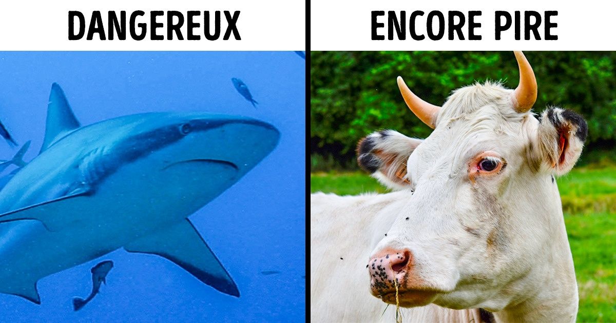 16 Faits sur les animaux que même certains zoologues ne connaissent pas 16 Faits sur les animaux que même certains zoologues ne connaissent pas