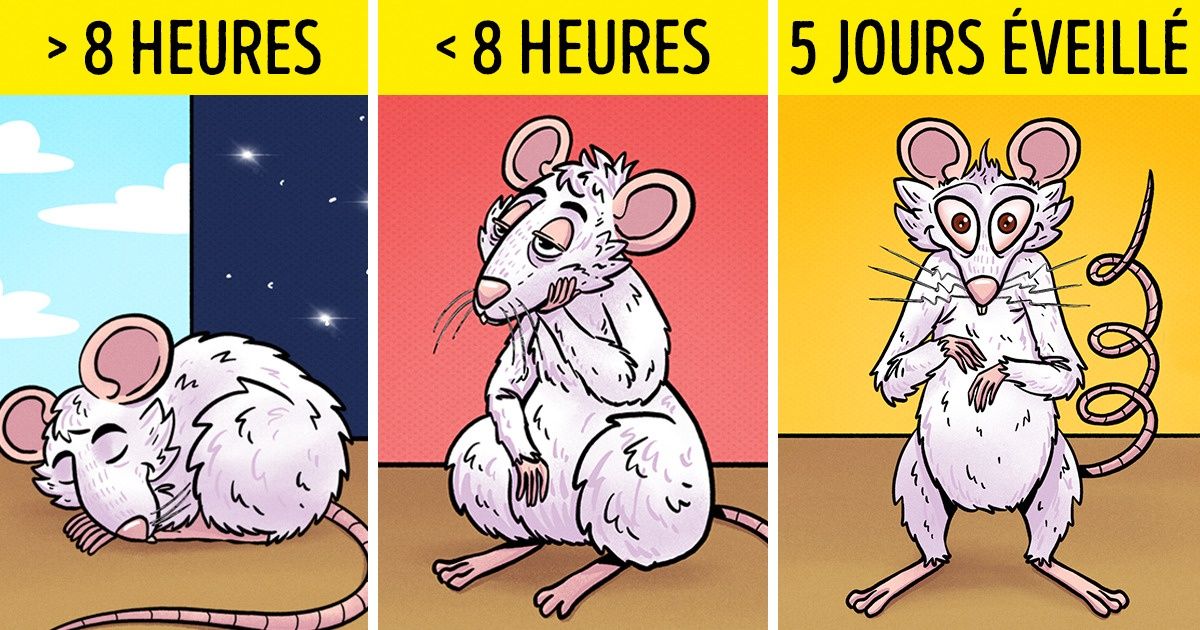 Selon une étude, le manque de sommeil pourrait conduire notre cerveau à s’autodétruire Selon une étude, le manque de sommeil pourrait conduire notre cerveau à s’autodétruire