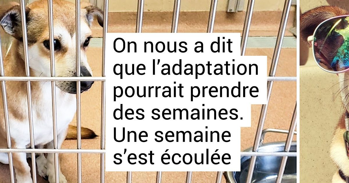 25+ Animaux qui ne s’attendaient plus à rien dans la vie et qui ont vu la chance leur sourire
