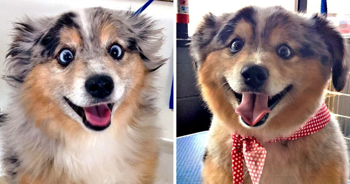 Voici 15 exemples qui montrent combien les chiens changent de tête après être allés chez le coiffeur