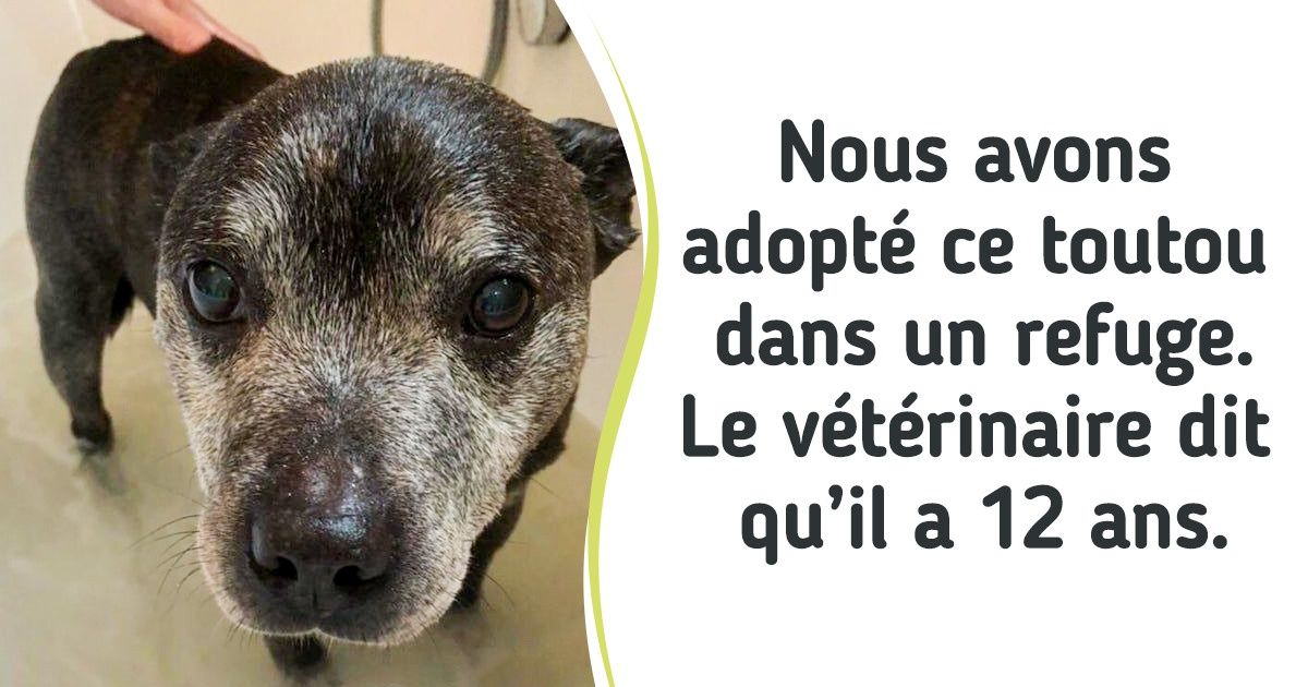 18 Animaux qui auraient pu vieillir dans un refuge si la chance ne leur avait pas souri