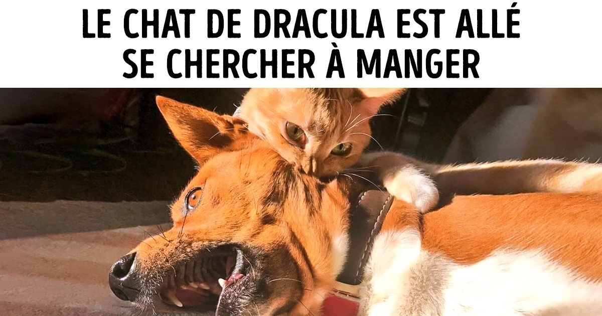 Tu vas être conquis par le charme fou de ces 15 animaux