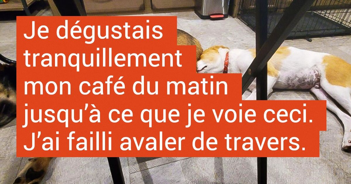 19 Chiens qui essayent d’être sages, mais qui n’y arrivent vraiment pas