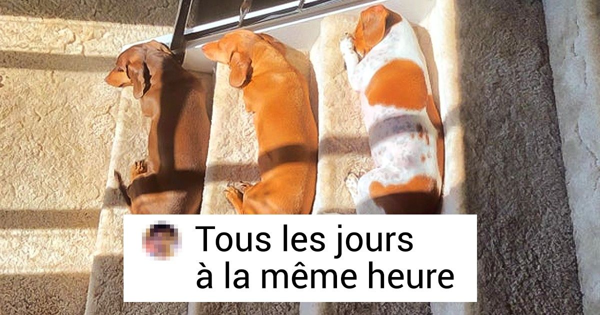 20+ animaux qui ont su se trouver la meilleure place (sans parler de celle qu’ils occupent dans nos cœurs) 20+ animaux qui ont su se trouver la meilleure place (sans parler de celle qu’ils occupent dans nos cœurs)