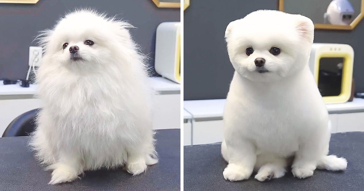 17 Personnes qui ont emmené leur chien chez le toiletteur et sont reparties avec un animal vraiment différent