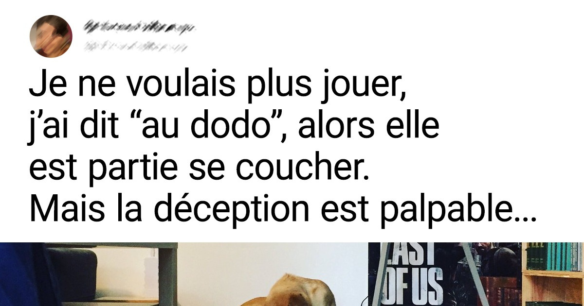 16 Tweets de personnes dont le chien va au-delà d’un simple animal de compagnie