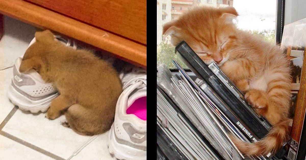 16 Petits dormeurs trop mignons ont été surpris en train de faire la sieste dans les endroits les plus inattendus