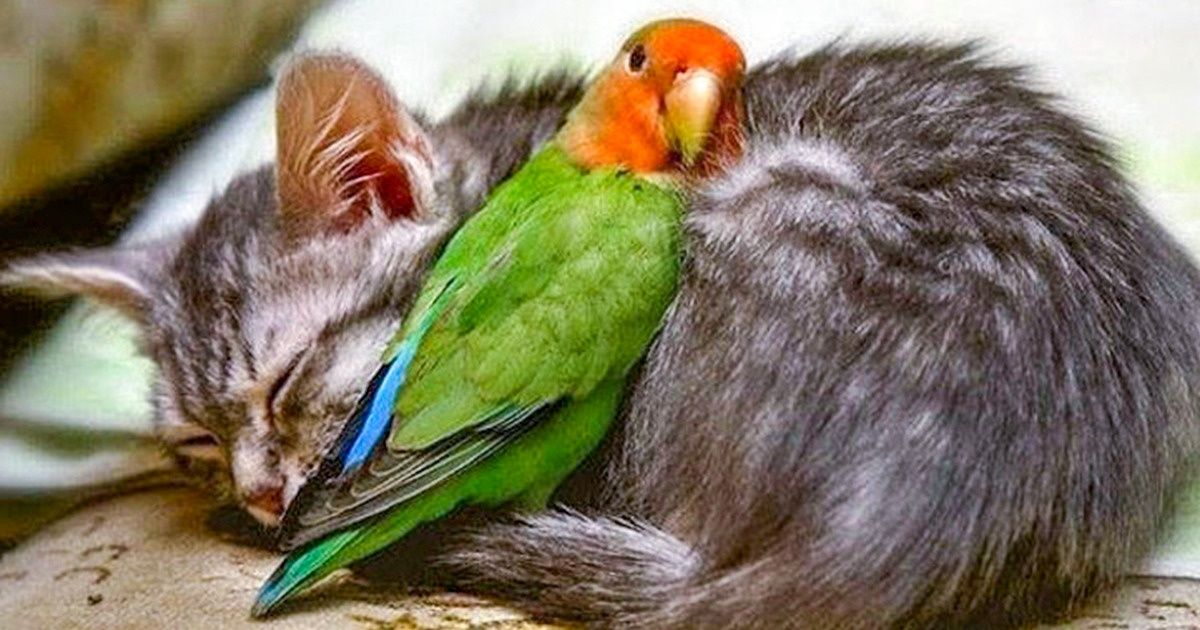 20 Photos qui montrent que les animaux ne peuvent pas vivre sans amour