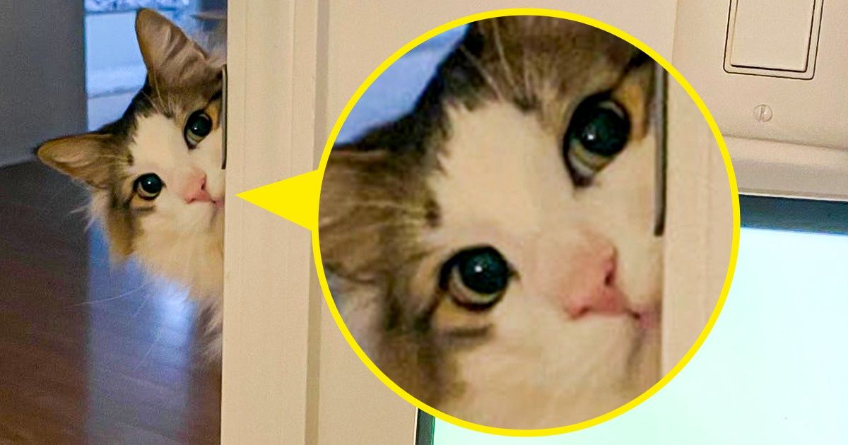 21 Chats qui savent prendre la pose pour une photo
