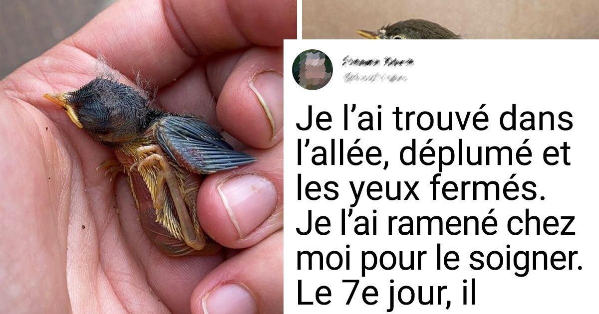 20+ Bébés animaux perdus dans la nature, qui sont tombés entre de bonnes mains et qui sont devenus leurs animaux de compagnie