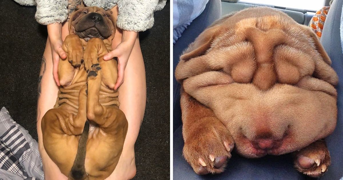 20+ Photos de Shar Pei qui prouvent que les rides sont une marque de beauté