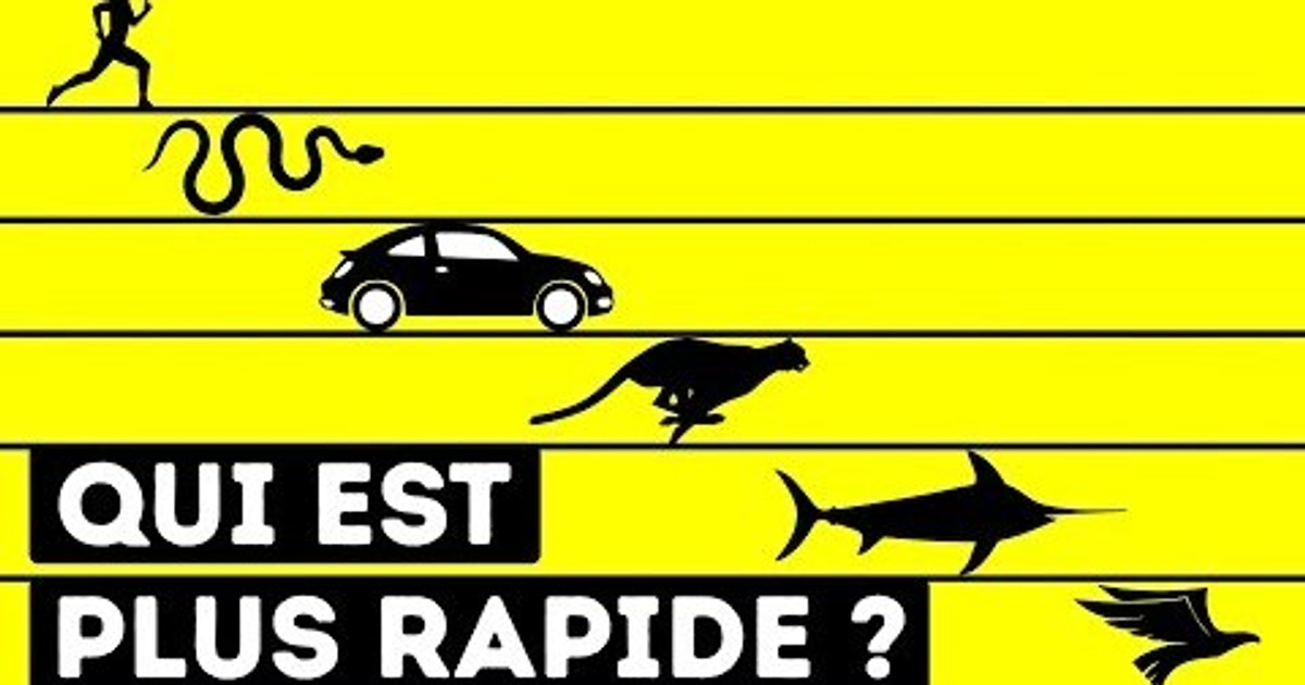 Qui Est L’être Vivant Le Plus Rapide Au Monde Qui Est L’être Vivant Le Plus Rapide Au Monde