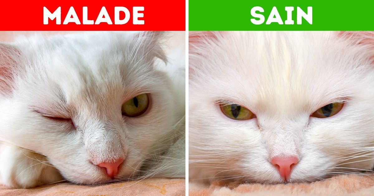 10 Symptômes sérieux chez les animaux de compagnie qui ne doivent pas attendre pour être soignés