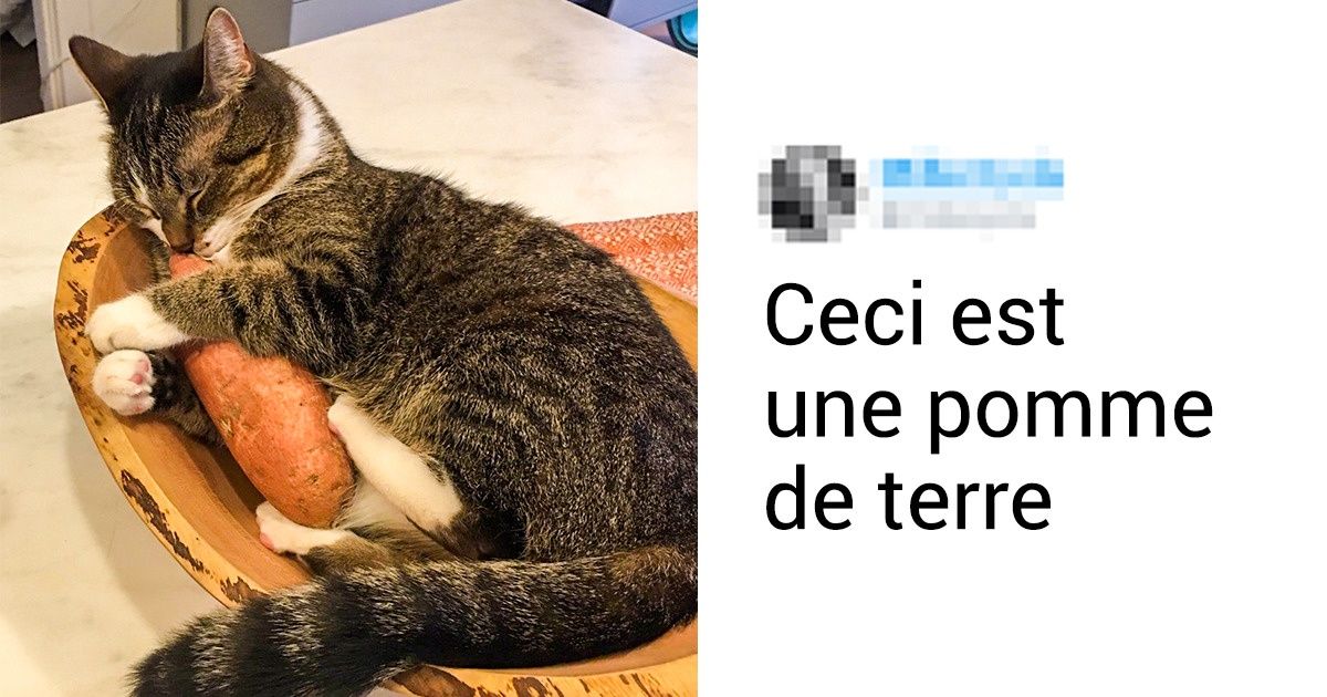 20 Photos qui montrent toute l’essence de la vie avec un chat