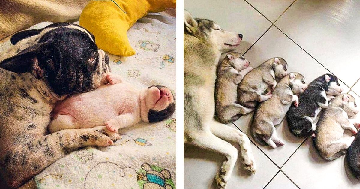 20 Super-Mamans du règne animal qui te remonteront le moral (elles sont si adorables !) 20 Super-Mamans du règne animal qui te remonteront le moral (elles sont si adorables !)