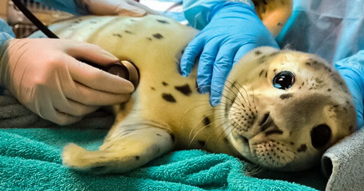 25+ Animaux qui fonctionnent mieux que n’importe quel antidépresseur
