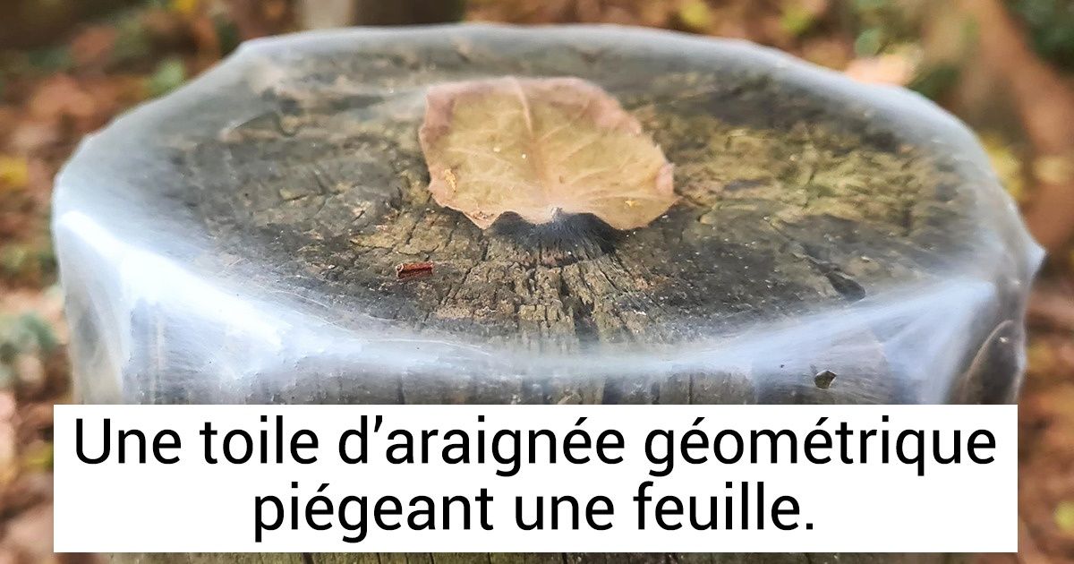 20 Moments où la nature a réalisé de la pure magie sans l’intervention de la moindre technologie