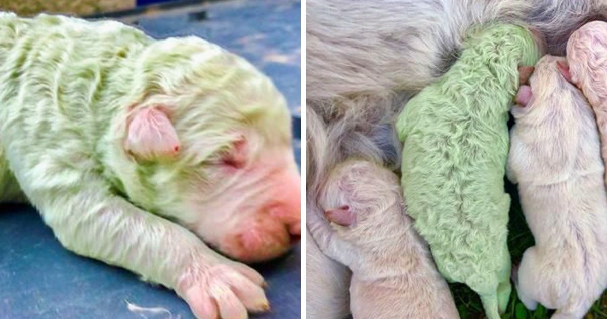 Voici Pistache, un chiot vert né en Italie il y a deux semaines