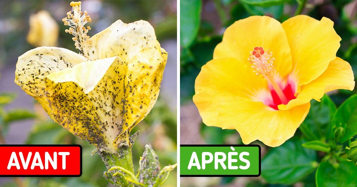 5 Utilisations du bicarbonate de soude pour prendre soin de ton jardin