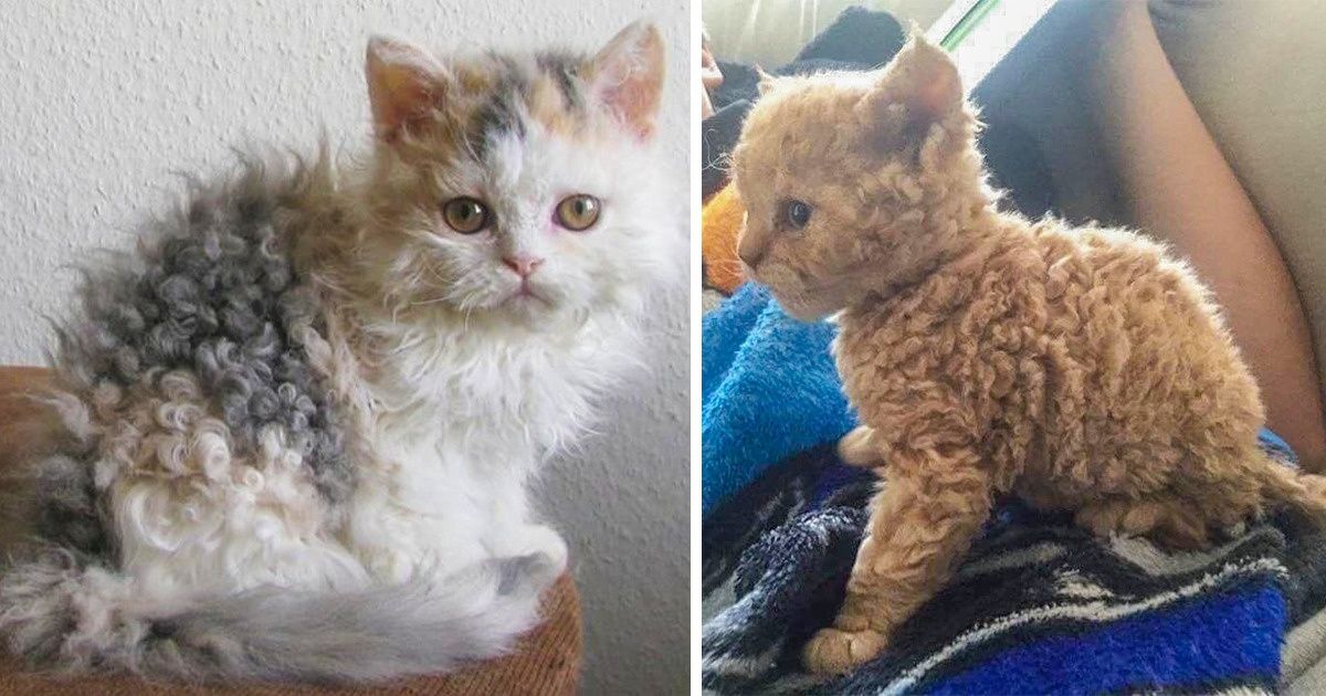 18 Chats moutons qui vont conquérir ton cœur avec leurs bouclettes