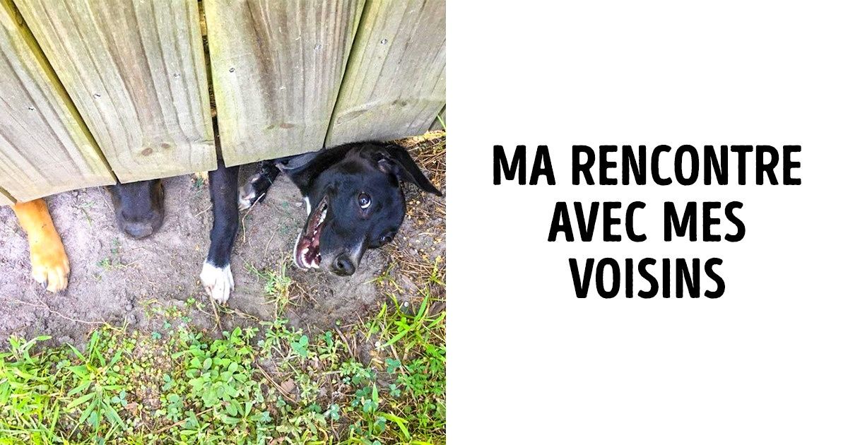 20 Photos d’animaux qui se mettent n’importe où !