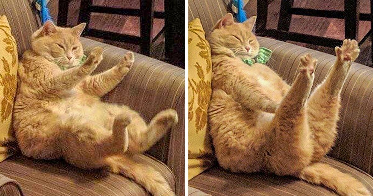 20 chats qui profitent au maximum de leur minute de gloire