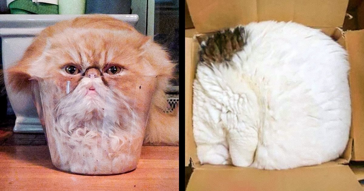 23 photos montrant que les chats peuvent se glisser n’importe où