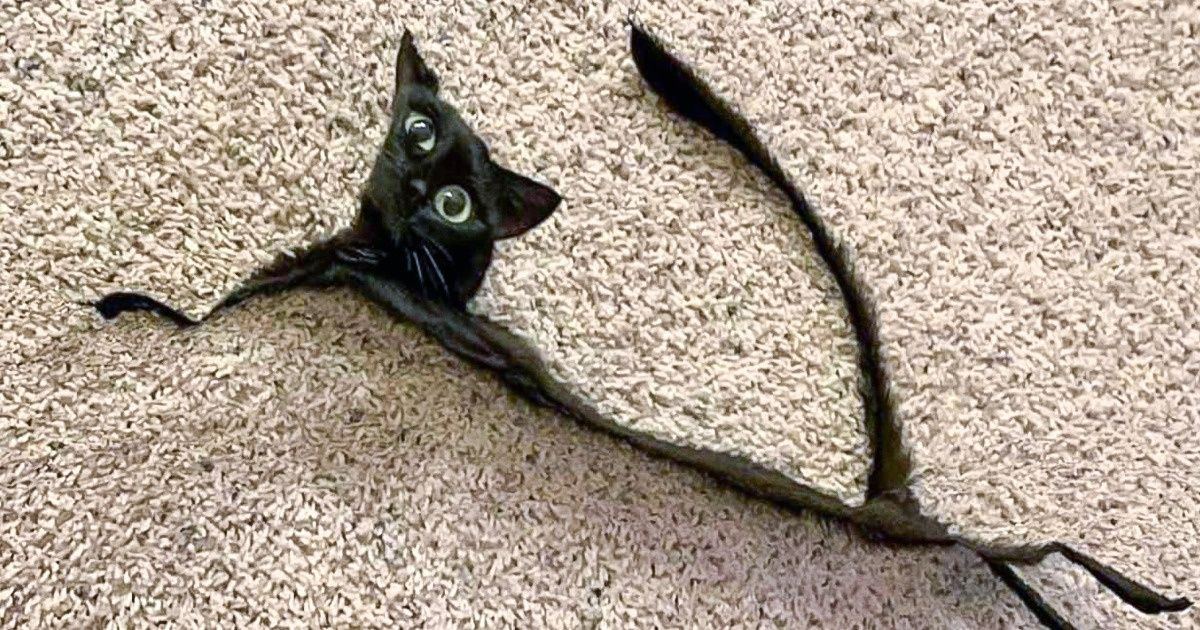 16 Photos panoramiques qui se sont révélées être des œuvres d’art hilarantes