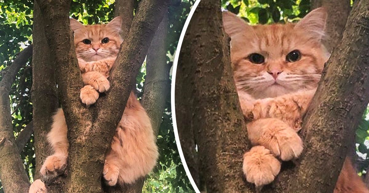 15 Photos de chats qui prouvent une fois de plus qu’on ne pourra jamais les comprendre