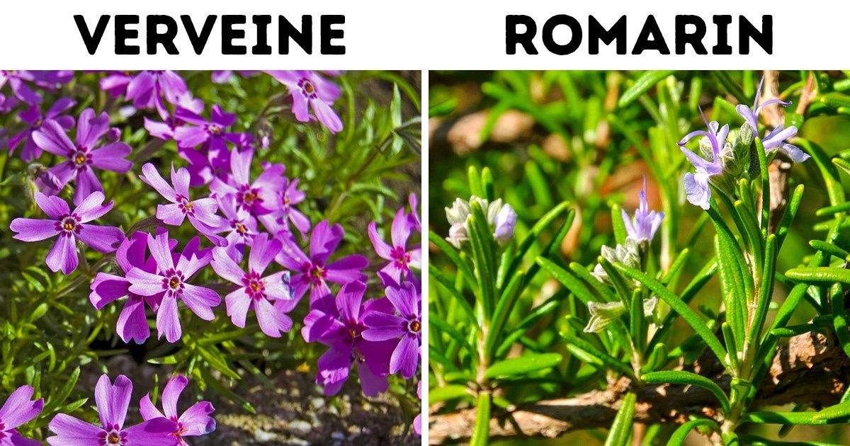 9 Plantes connues pour leur résistance aux changements climatiques (tu en as peut-être dans ta maison) 9 Plantes connues pour leur résistance aux changements climatiques (tu en as peut-être dans ta maison)