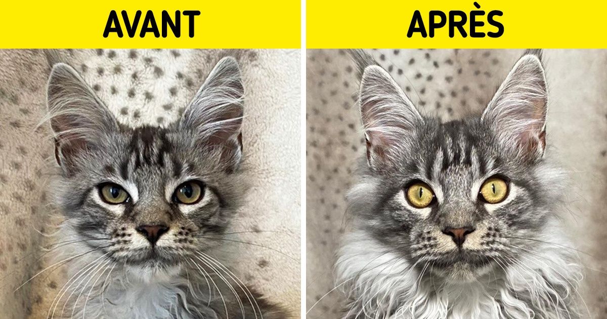 16 Photos d’animaux littéralement transformés après avoir connu la chaleur d’un véritable foyer
