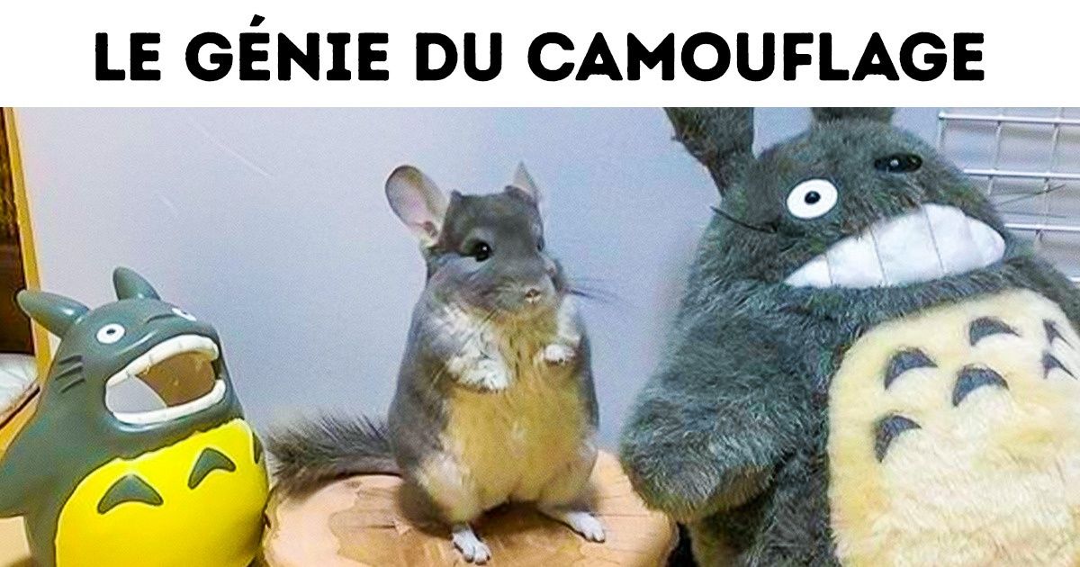 20+ Animaux qui n’ont rien fait de spécial pour surprendre tout le monde