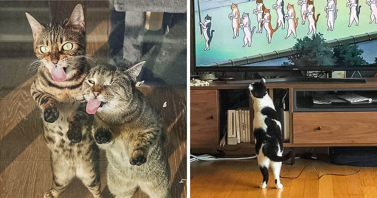 30 Chatons qui nous ont fait sourire en se tenant sur deux pattes comme des humains 30 Chatons qui nous ont fait sourire en se tenant sur deux pattes comme des humains