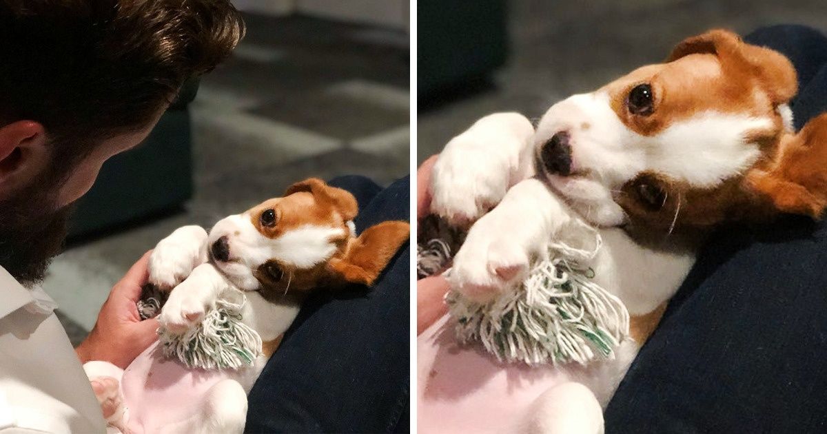 Ces 20 animaux de compagnie paraissent fous amoureux de leurs maîtres